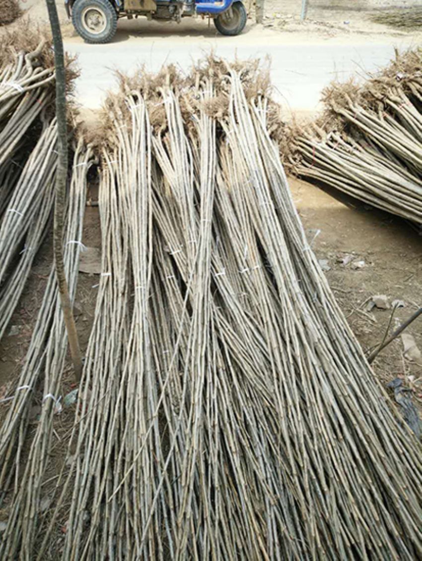 點擊查看詳細信息<br>標題：楊樹苗 閱讀次數：3196